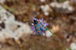 05/06/2017 - 5db32498 - Vauvenargues (13126)