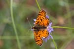 05/06/2017 - 5db32529 - Vauvenargues (13126)
