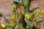 05/06/2017 - 5db32582 - Vauvenargues (13126)