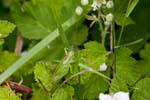 05/06/2017 - 5db32666 - Vauvenargues (13126)