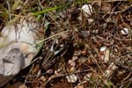2017-06-05 - 5db32738 - Vauvenargues (13126) 2017-06-05 - 5db32738 - Vauvenargues (13126)