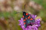 2017-06-05 - 5db32771 - Vauvenargues (13126)