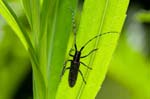 2017-06-11 - 5db32857 - Saint-Leu-la-Forêt (95320) 2017-06-11 - 5db32857 - Saint-Leu-la-Forêt (95320)