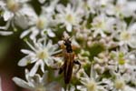2017-07-30 - 5db35381 - Saint-Leu-la-Forêt (95320)