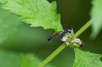 2017-07-30 - 5db35616 - Saint-Leu-la-Forêt (95320)