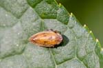 07/08/2017 - 5db35746 - Bessans (73480)