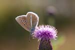 07/08/2017 - 5db35772 - Bessans (73480)