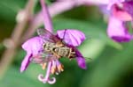 2017-08-07 - 5db35792 - Bessans (73480)