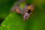 07/08/2017 - 5db35886 - Bessans (73480)