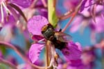 07/08/2017 - 5db35934 - Bessans (73480)