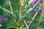 07/08/2017 - 5db35960 - Bessans (73480)