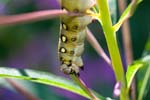 07/08/2017 - 5db35978 - Bessans (73480)