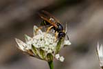 07/08/2017 - 5db36068 - Bessans (73480)