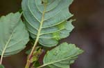 2017-08-08 - 5db36263 - Bessans (73480)