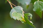 08/08/2017 - 5db36337 - Bessans (73480)