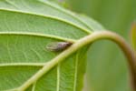 08/08/2017 - 5db36358 - Bessans (73480)