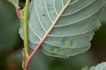 2017-08-08 - 5db36390 - Bessans (73480)