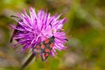 2017-08-09 - 5db36569 - Val-Cenis (73480)