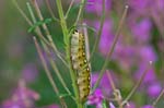 11/08/2017 - 5db36955 - Bessans (73480)