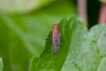 11/08/2017 - 5db37116 - Bessans (73480)