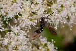 12/08/2017 - 5db37243 - Bessans (73480)