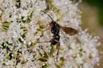 12/08/2017 - 5db37248 - Bessans (73480)