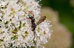 12/08/2017 - 5db37249 - Bessans (73480)