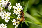2017-08-12 - 5db37708 - Bessans (73480) 2017-08-12 - 5db37708 - Bessans (73480)