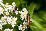 2017-08-12 - 5db37709 - Bessans (73480) 2017-08-12 - 5db37709 - Bessans (73480)
