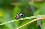 2017-08-13 - 5db38062 - Bessans (73480) 2017-08-13 - 5db38062 - Bessans (73480)