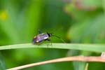 2017-08-13 - 5db38065 - Bessans (73480) 2017-08-13 - 5db38065 - Bessans (73480)