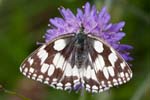 13/08/2017 - 5db38153 - Bessans (73480)