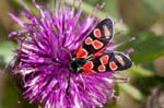 2017-08-14 - 5db38577 - Bessans (73480)