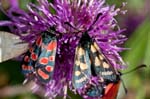 2017-08-14 - 5db38598 - Bessans (73480)