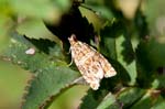 14/08/2017 - 5db38763 - Bessans (73480)