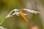 14/08/2017 - 5db38780 - Bessans (73480)