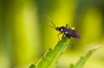 2017-08-14 - 5db38793 - Bessans (73480) 2017-08-14 - 5db38793 - Bessans (73480)