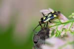 14/08/2017 - 5db38885 - Bessans (73480)