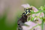 14/08/2017 - 5db38888 - Bessans (73480)