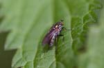 14/08/2017 - 5db39279 - Bessans (73480)