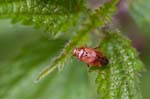 14/08/2017 - 5db39334 - Bessans (73480)