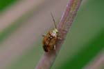 14/08/2017 - 5db39359 - Bessans (73480)
