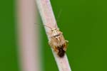 14/08/2017 - 5db39368 - Bessans (73480)
