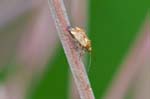 14/08/2017 - 5db39374 - Bessans (73480)