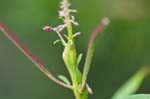 Momphidae (28 pictures)
