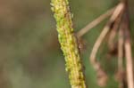 2017-08-15 - 5db39478 - Bessans (73480)