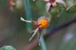 2017-08-16 - 5db39605 - Bessans (73480) 2017-08-16 - 5db39605 - Bessans (73480)