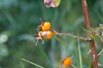 2017-08-16 - 5db39607 - Bessans (73480) 2017-08-16 - 5db39607 - Bessans (73480)