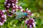 2017-08-16 - 5db39617 - Bessans (73480)