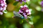 2017-08-16 - 5db39628 - Bessans (73480)